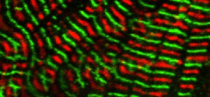 Muscle Biology Section_Image 2